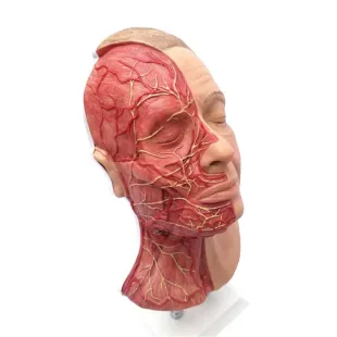 HEAD FOR FACIAL INJECTIONS WITH MUSCLES, ARTERIES AND NERVES