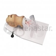 Adult intubation simulator